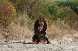 CAVALIER KING CHARLES 036
